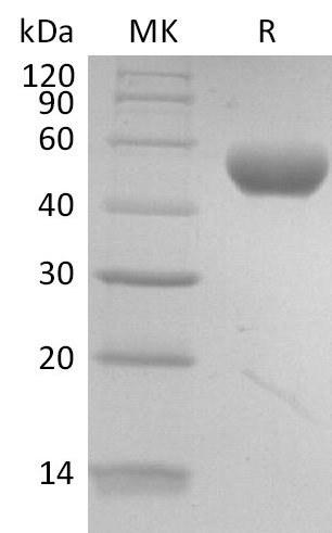 Biotinylated Human Nectin-2 +SDS-PAGE.jpg